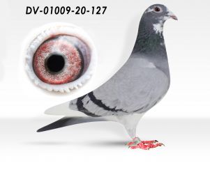 DV-1009-20-127