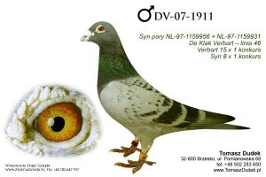 DV-07-1911