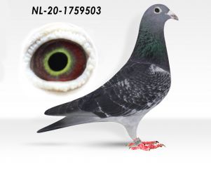 NL-20-1759503