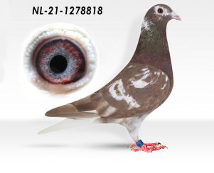 NL-21-1278818