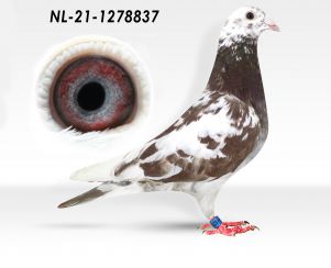 NL-21-1278837