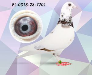 PL-0318-23-7701